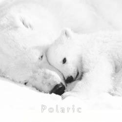 Roman Nikolaenko : Polaric